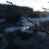 Skadi - Earrings - Image 5
